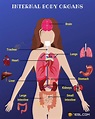 Body Parts: Parts Of The Body in English with Pictures • 7ESL