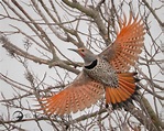 Northern Flicker | GREAT ARTICLE | Birding Backyard & Beyond