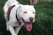 Raza De PERROS PITBULL . 6 Aspectos Que Seguro No Conoces