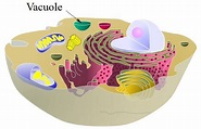 Vacuole definition animal cell
