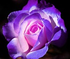 Purple Rose by LadyLuna22 on DeviantArt