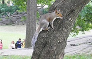 Central Park 'Squirrel Census' needs your help counting rodents | 6sqft