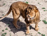 File:Lion at Wild Animal Sanctuary.jpg - Wikipedia, the free encyclopedia