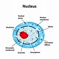 Nucleus Labelled Diagram