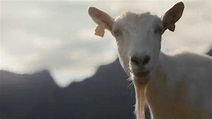 Tine Goat Commercial - YouTube