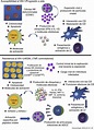 Las células natural killer y su papel en la respuesta inmunitaria ...