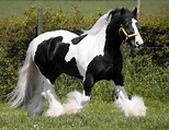 Rising Stars in running for new Gypsy Vanner therapy horse | Local ...