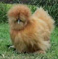 Buff Silkie Bantam Chicks - Baby Chickens for Sale | Cackle Hatchery