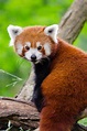 Meet The Red Panda, Your New Favourite Animal! - Eluxe Magazine