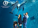 Clearwater aquário: dica de passeio na Flórida - TravelTerapia