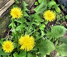 DANDELION (Taraxacum officinale) - Highbury Wildlife GardenHighbury ...