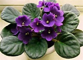 紫羅蘭種植方法小盆栽，7個步驟教你紫羅蘭爆盆的方法 - 朵朵花卉網