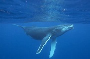 Humpback whale - Whale & Dolphin Conservation USA