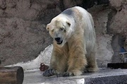 地球上最憂鬱的北極熊 上週末死亡 - 生活 - 自由時報電子報