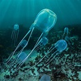 22 Jellyfish Facts for Kids that will Blow Your Mind – Facts For Kids