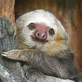 Hoffman's Two-toed Sloth | Saint Louis Zoo