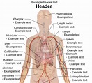 Diagram Human Body