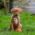 Dogo de burdeos: Todo sobre esta raza - DogsPlanet.com
