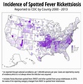Rocky Mountain Spotted Fever Rash Dog