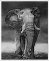Realistic elephant Drawing Prints | Etsy