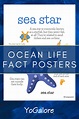 Ocean Fact Posters for Children: Not Just the Facts! • Yogalore and More