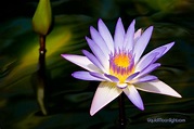 The Water Lilly - San Francisco Flower Conservatory | Flickr