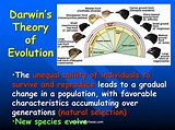 Charles Darwin the Naturalist