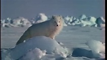 National Geographic Video: Arctic Kingdom: Life At The Edge (1996) VHS ...