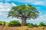 Baobab-Baum: Der afrikanische Wunderbaum - Plantura