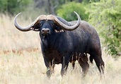 World's Most Expensive African Buffalo Valued at $11.1 Million - Bloomberg