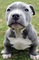 Blue Nose Puppies - 6 week old blue nose pitbull puppies! - YouTube ...