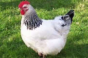 Sussex Hühner – Farbschläge und Legeleistung - DeineTierwelt Magazin