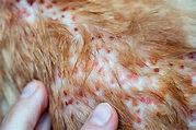Causes of Rashes In Dogs - Miss Molly Says
