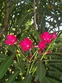Semillas de Aldelfa (Nerium Oleander) - Spicegarden