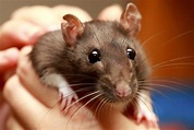 Ratas 【 Características, Tipos y Consejos 】 | Roedores Domésticos