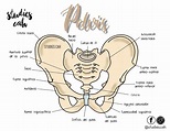 Pelvis | Anatomía, Anatomía médica, Anatomia y fisiologia humana