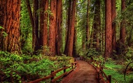 Redwood Tree Wallpapers - Top Free Redwood Tree Backgrounds ...