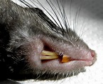 File:Black rat (Rattus rattus) -incisors-.JPG