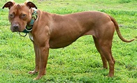 The Red Nose Pitbull - The Facts About This American Terrier - Animal ...