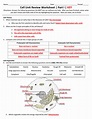 Cell Unit Review Worksheet | Part I | KEY