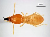 Coptotermes formosanus (Formosan subterranean termite) | PlantwisePlus ...