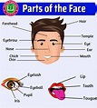 Parts of the Face: Face Parts Names with Pictures | Face, Human face ...