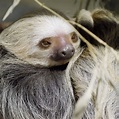 Two-Toed Sloth Fact Sheet - C.S.W.D