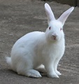 The Rabbit | The Wildlife