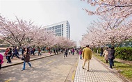 Universidad De Tongji Cherry Blossom Festival Imagen de archivo ...