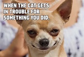 Hilarious Dog Memes You'll Laugh at Every Time | Reader's Digest