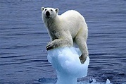 Arctic Sea Ice Thins, So Do Polar Bears - Sandhills Sentinel