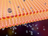 Fast Facts about the Cell Membrane | Britannica