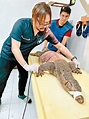 49公斤巨蜥捱打垂危 幸獲獸醫救濟 - 東方日報