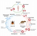 Babesia/Babesiosis | Concise Medical Knowledge